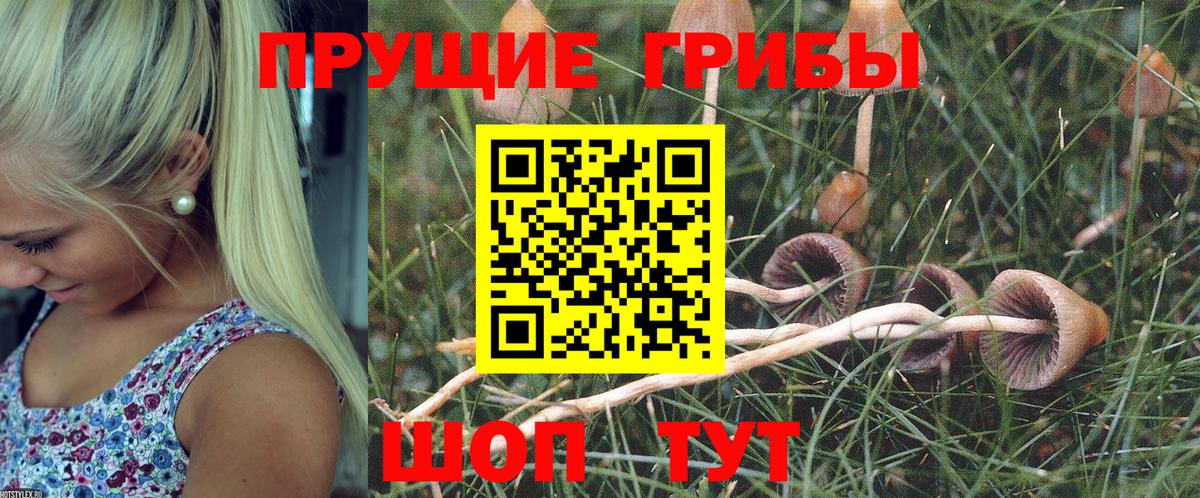 Псилоцибиновые грибы Psilocybe Сибай